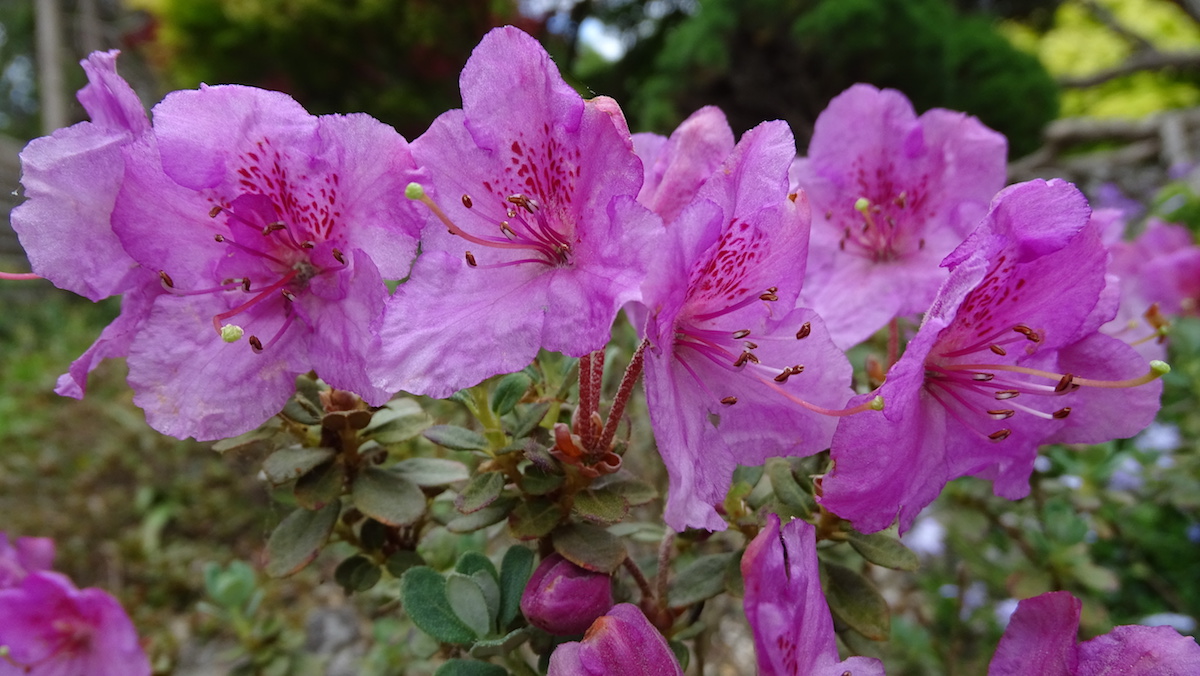 R. calostrotum ssp. riparioides